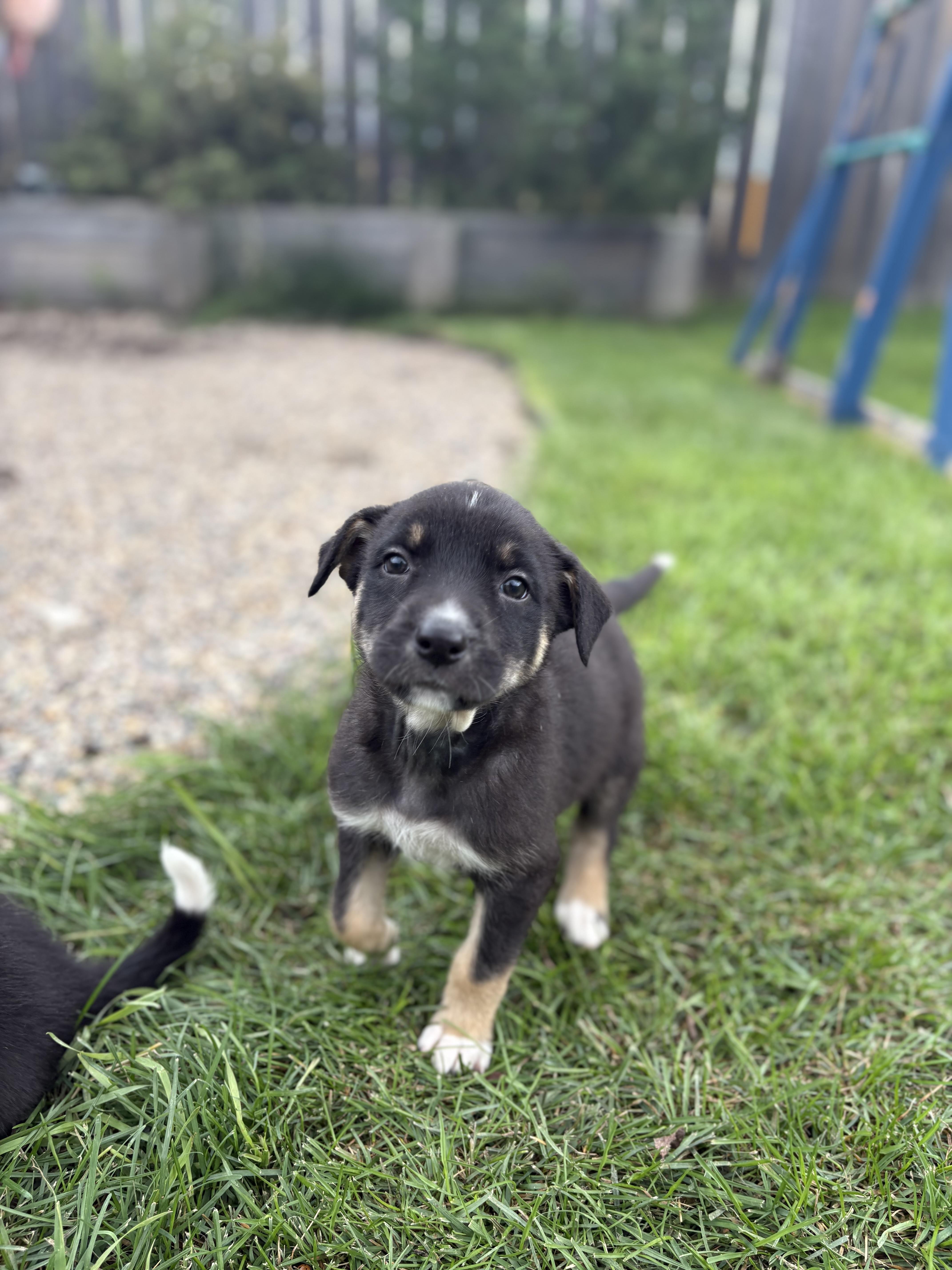 Enlarge Rosalina, a Adoptable Mixed Breed in Saskatoon, SK image 4/4