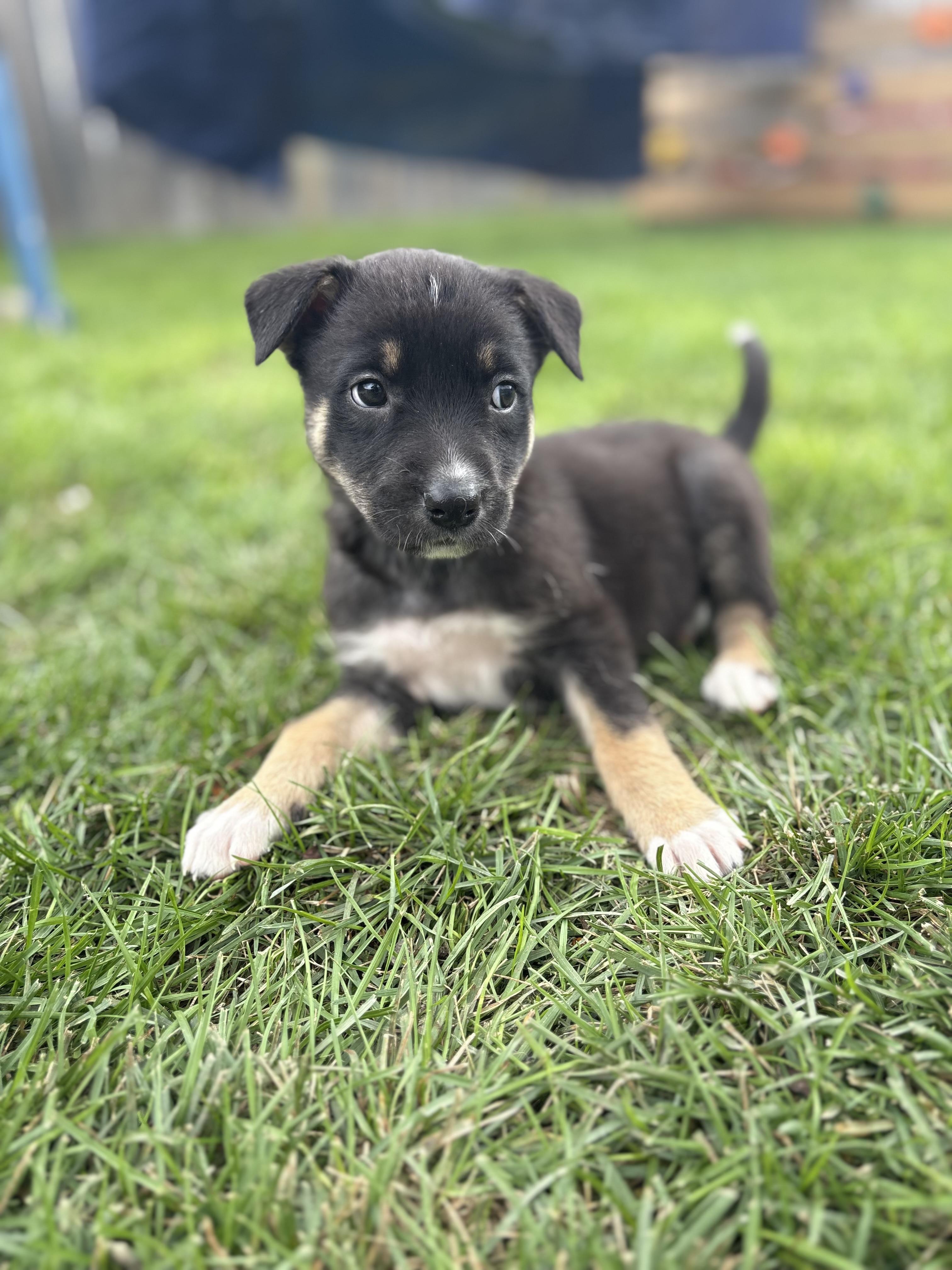 Enlarge Rosalina, a Adoptable Mixed Breed in Saskatoon, SK image 1/4