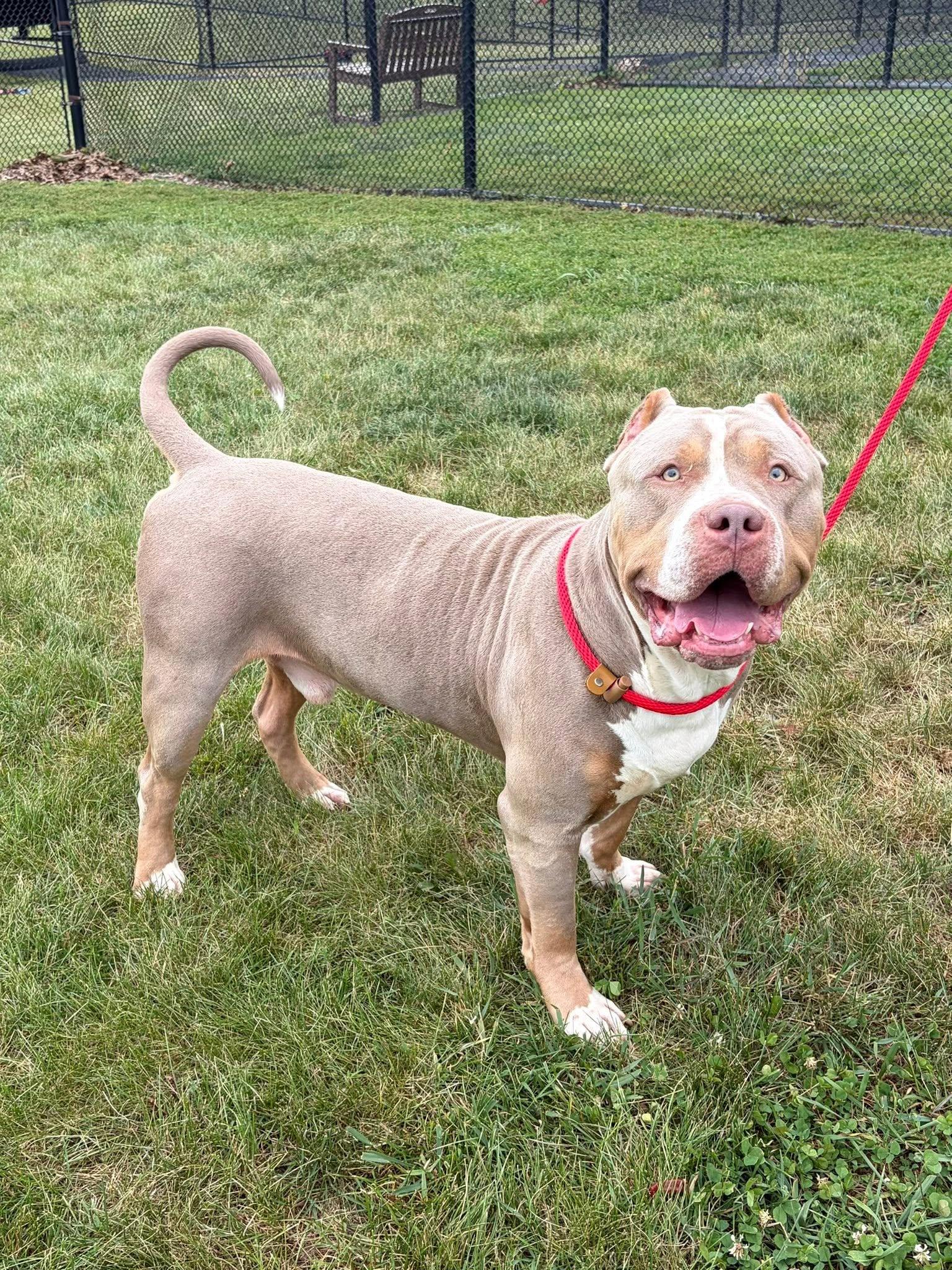 Enlarge Zeus, an adoption pending American Bully in Winchester, VA image 2/6
