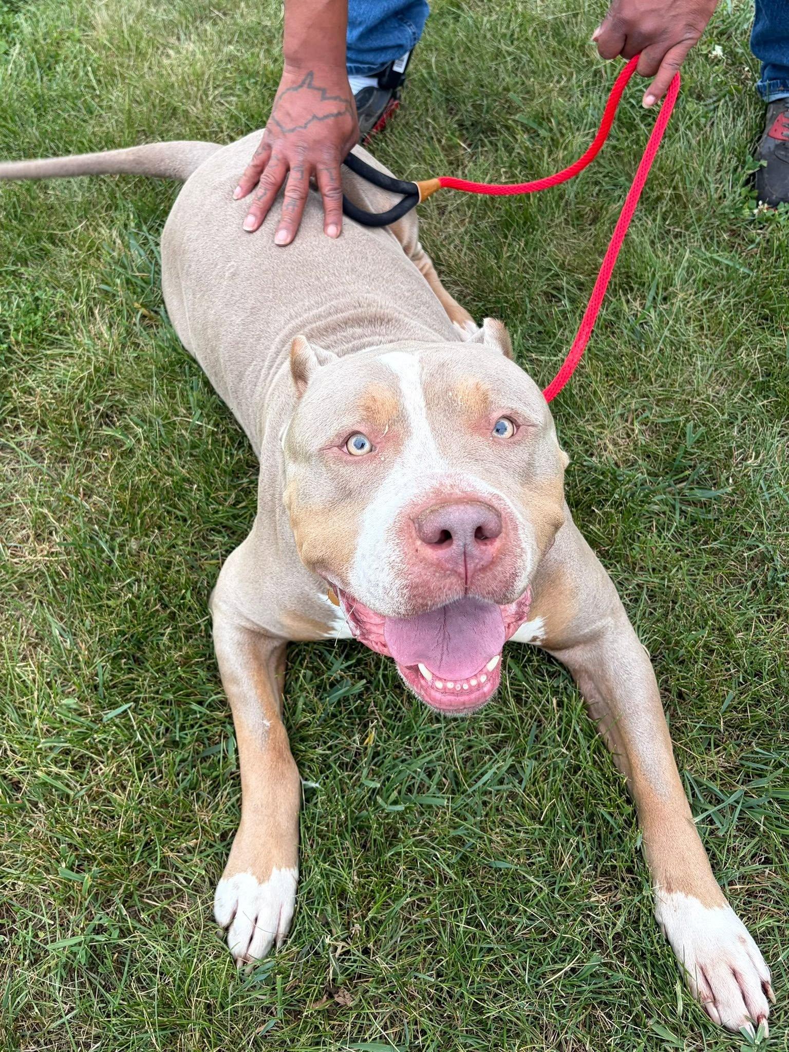 Enlarge Zeus, an adoption pending American Bully in Winchester, VA image 4/6