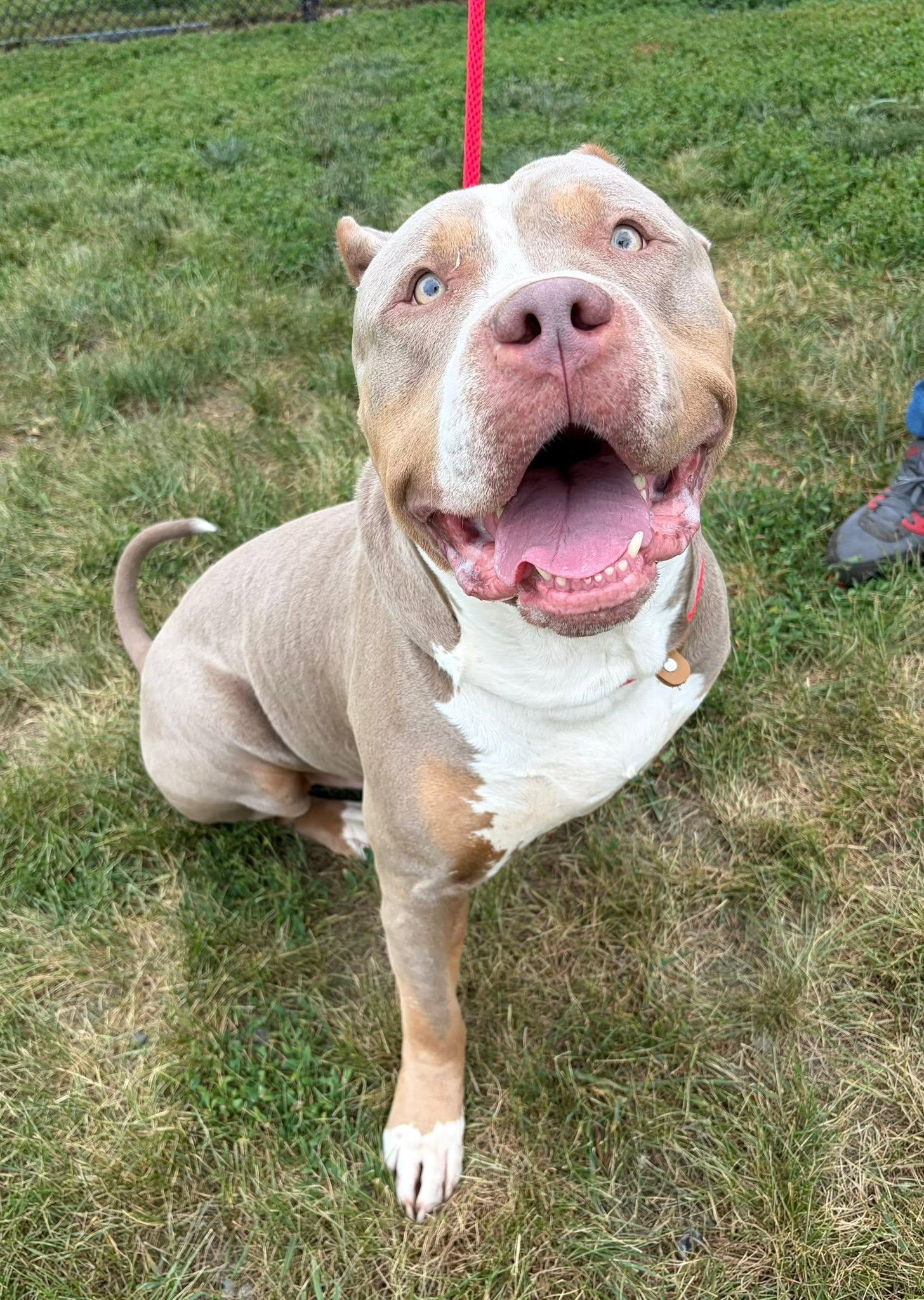 Zeus, Adoptable, Adult Male American Bully.