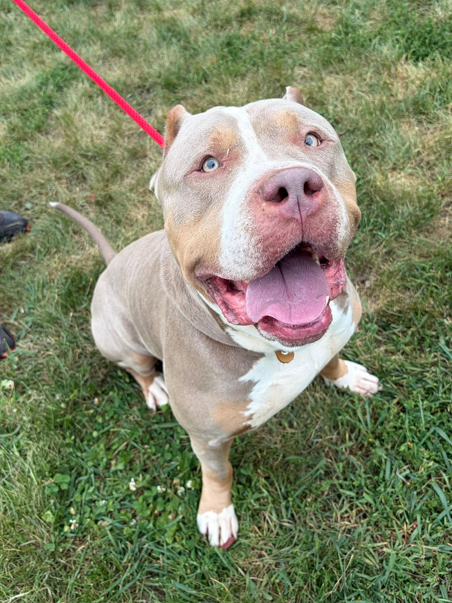 Enlarge Zeus, an adoption pending American Bully in Winchester, VA image 6/6