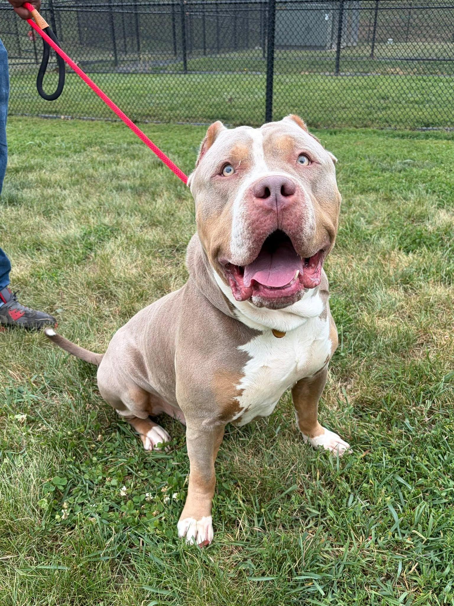 Enlarge Zeus, an adoption pending American Bully in Winchester, VA image 5/6