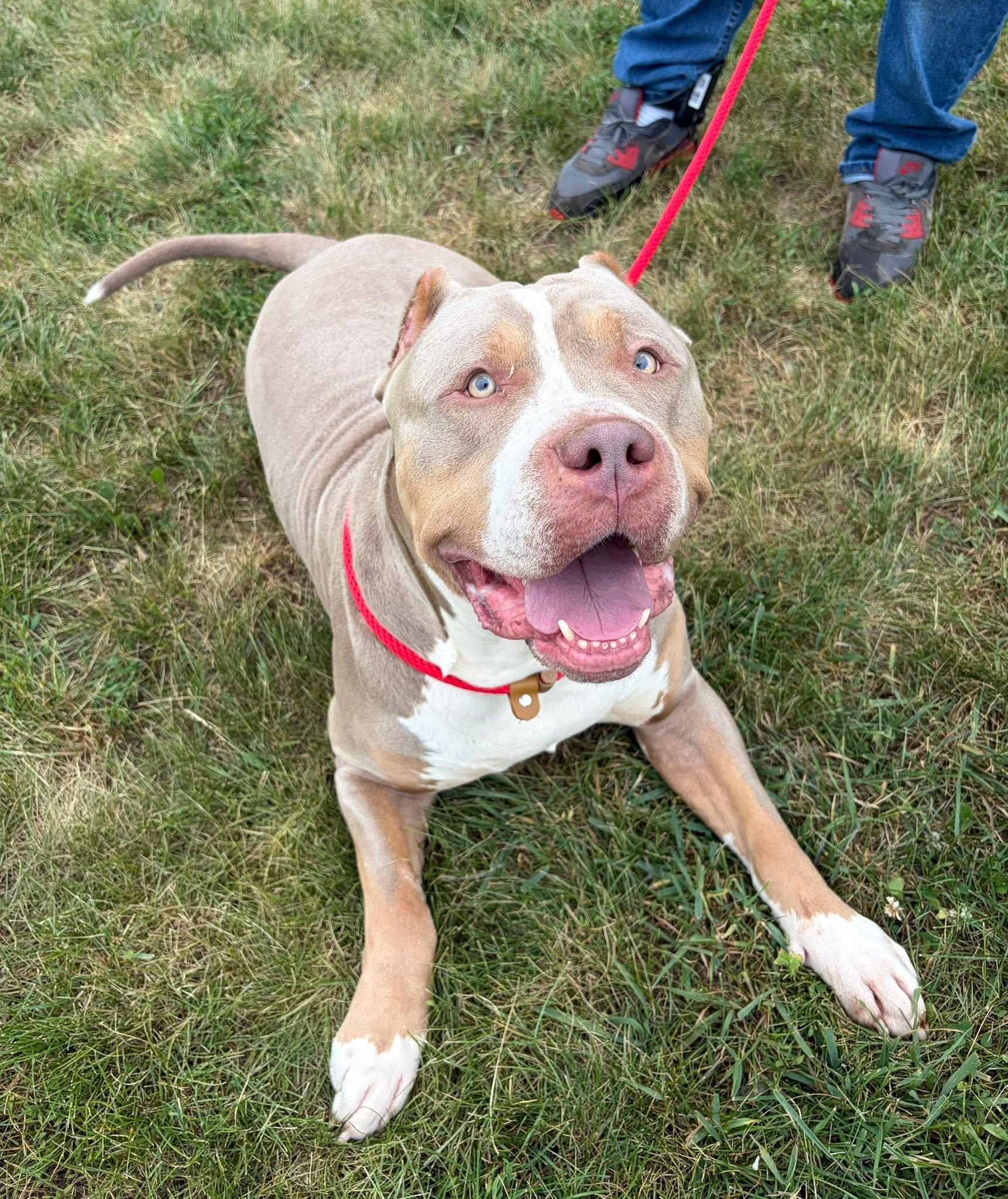 Enlarge Zeus, an adoption pending American Bully in Winchester, VA image 3/6