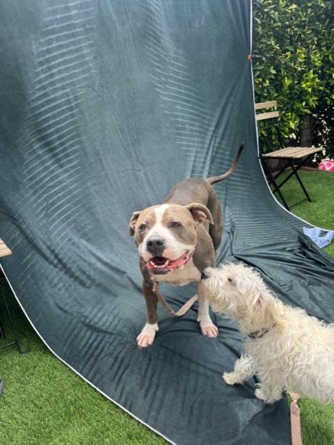 Enlarge Bella, a ADOPTABLE mixed breed in Los Angeles, CA image 3/3