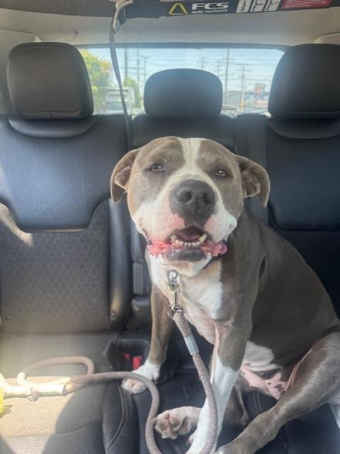 Bella, ADOPTABLE, Adult Female American Staffordshire Terrier & Pit Bull Terrier.