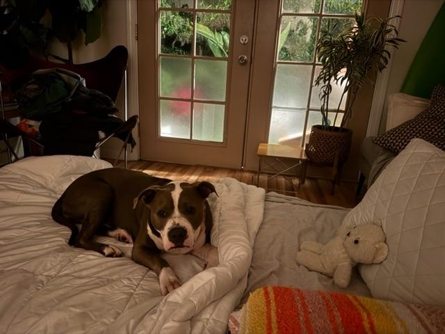 Enlarge Bella, a ADOPTABLE mixed breed in Los Angeles, CA image 2/3