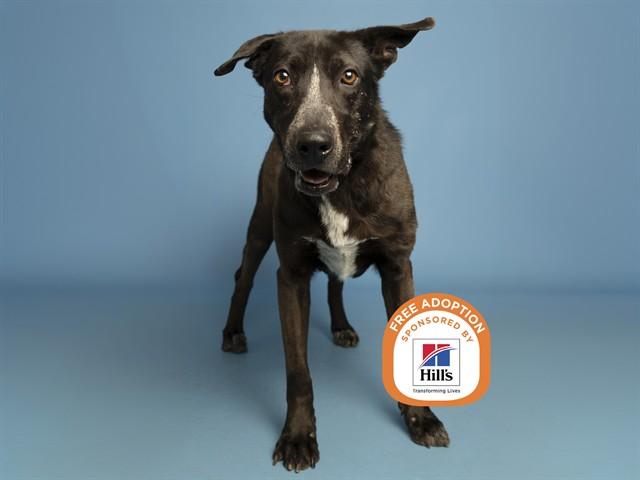 OLIVE, Adoptable, Adult Female Australian Cattle Dog / Blue Heeler.