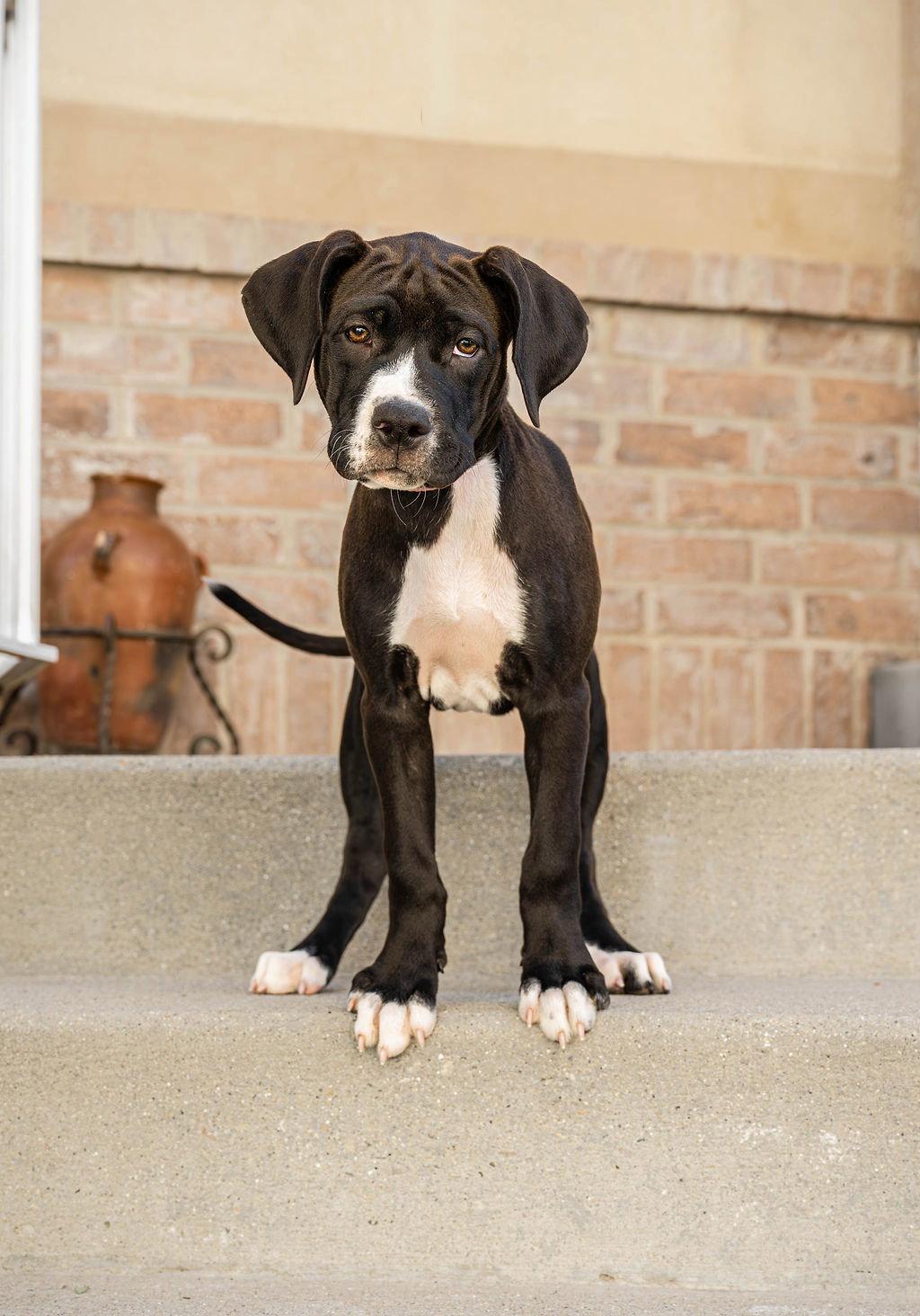 Maple T Pittie, a Adoptable mixed breed in Midway, UT image 2/3