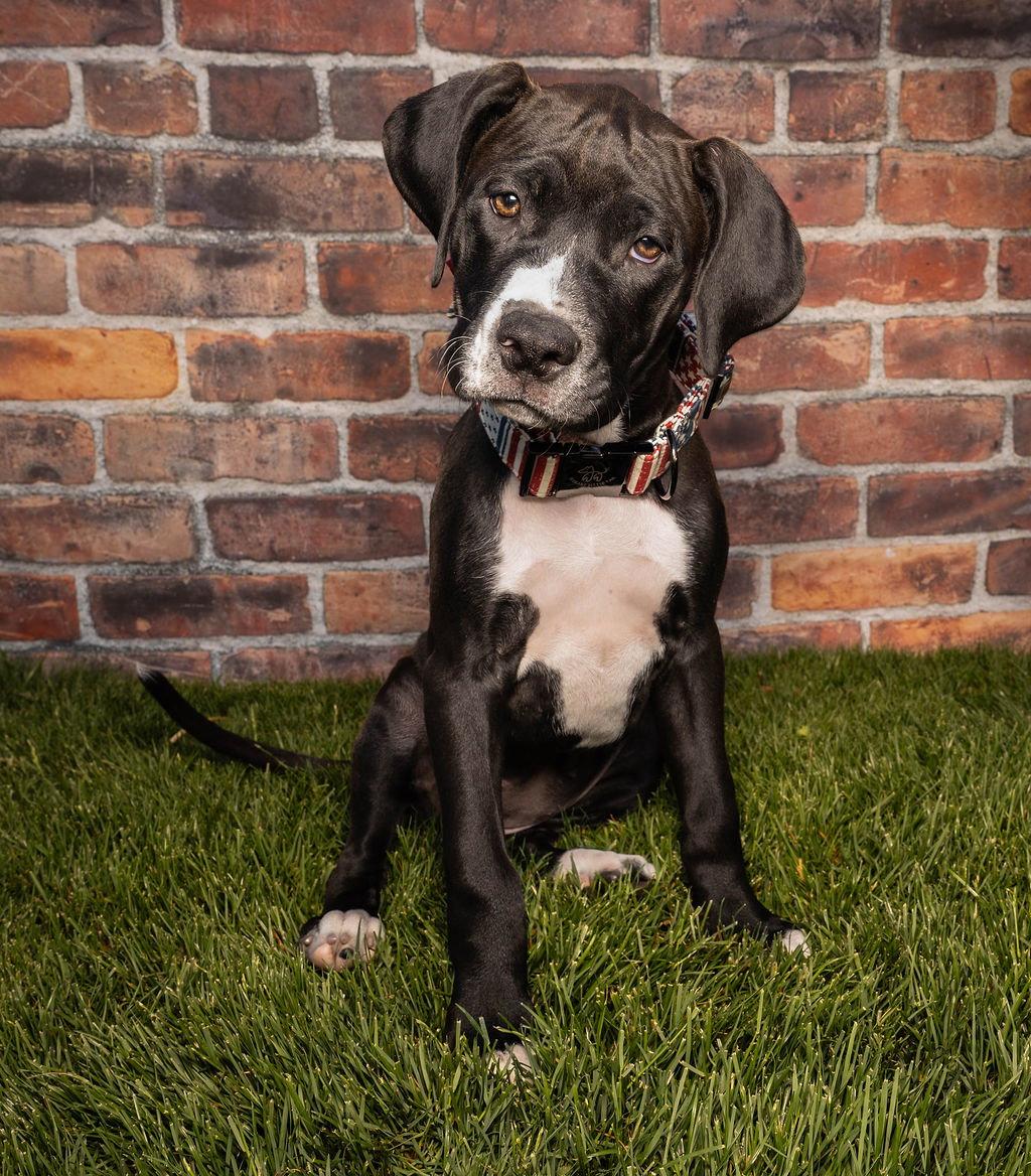 Maple T Pittie, a Adoptable mixed breed in Midway, UT image 3/3