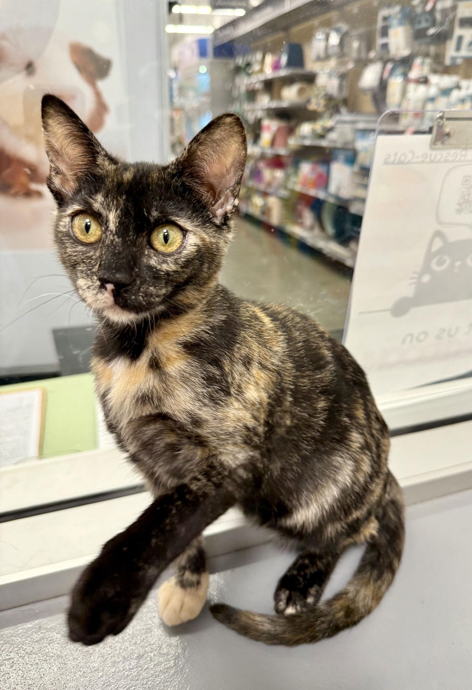 Betty Lou thumbnail 2