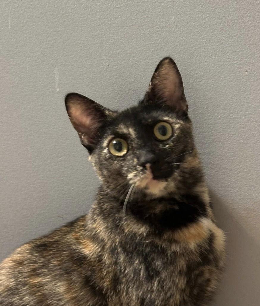 Betty Lou thumbnail 3