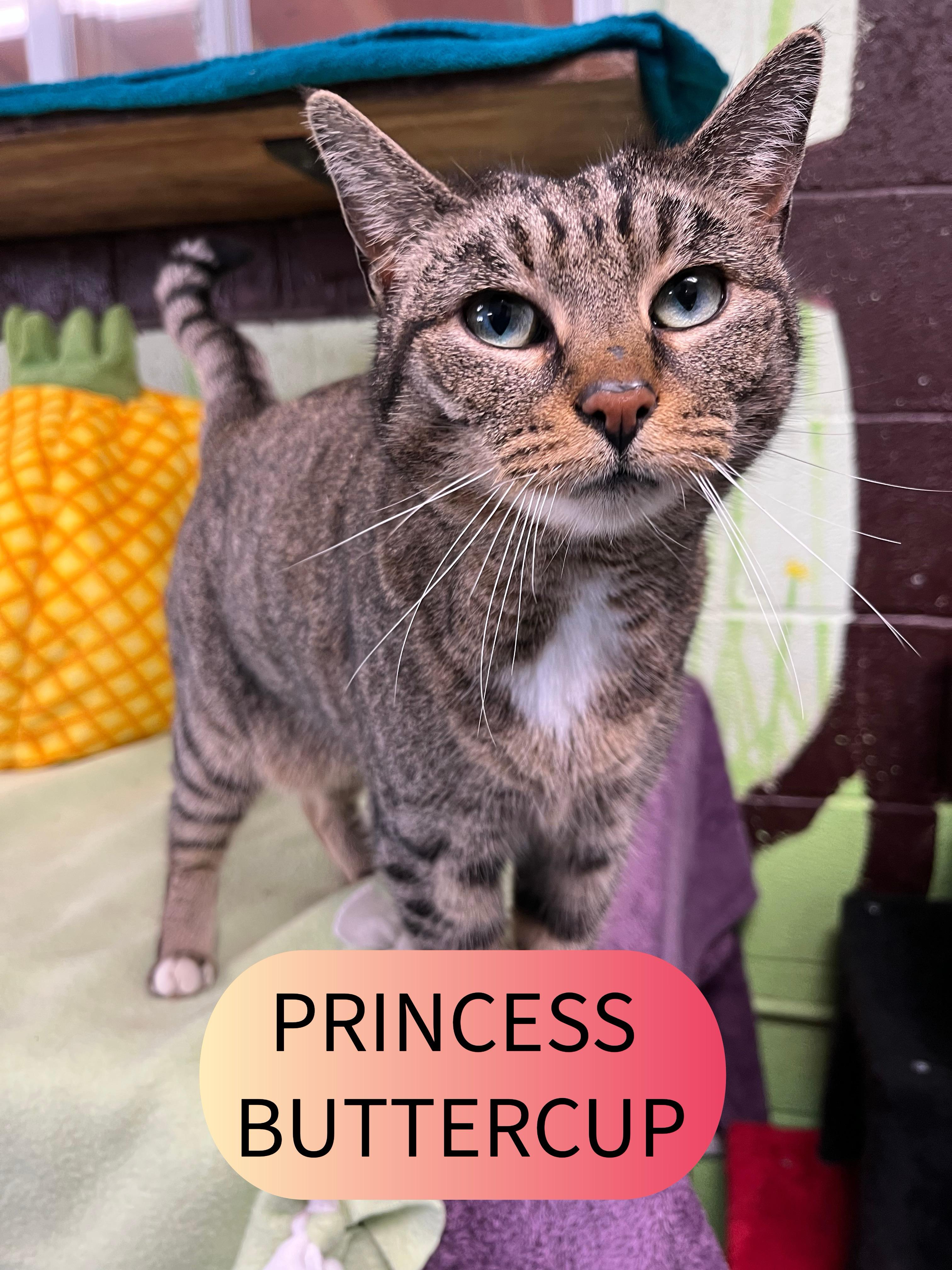 Princess Buttercup, ADOPTABLE, Adult Female Tabby.