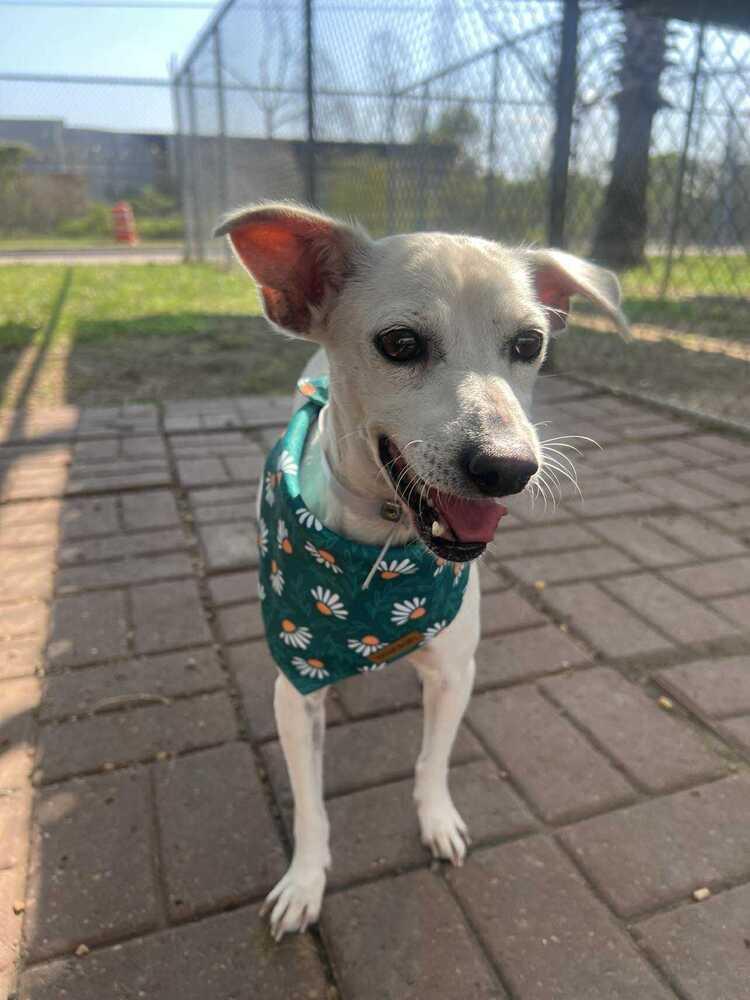 Muneca, a Adoptable mixed breed in Cortez, CO image 1/2