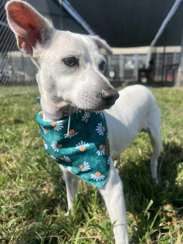 Muneca, a Adoptable mixed breed in Cortez, CO image 2/2