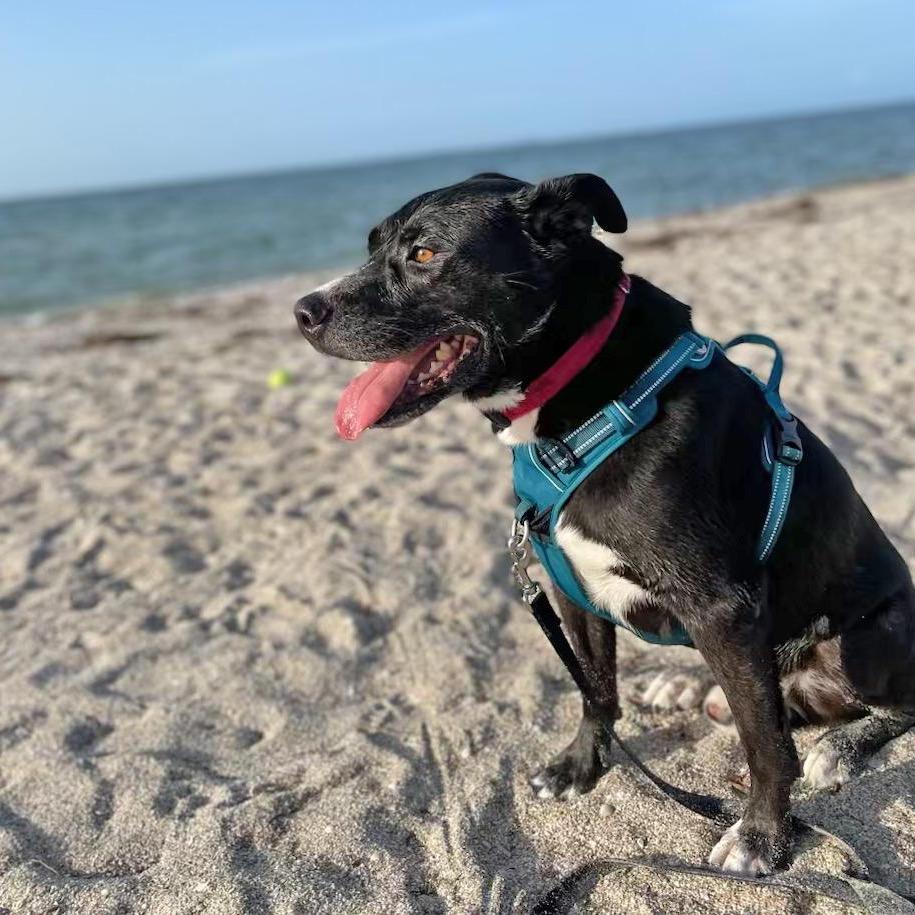 Buddy (Reduced Rover), a Adoptable mixed breed image 1/6