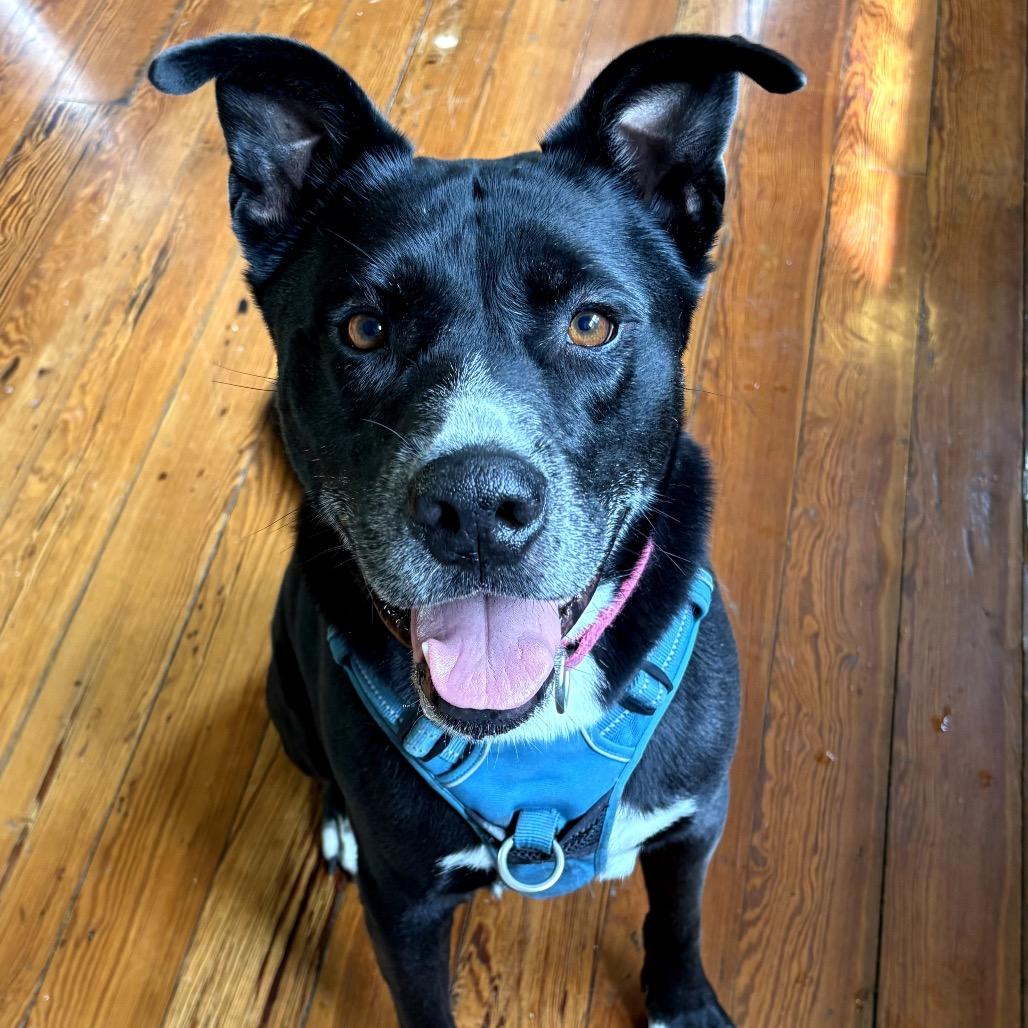 Buddy (Reduced Rover), a Adoptable mixed breed image 2/6