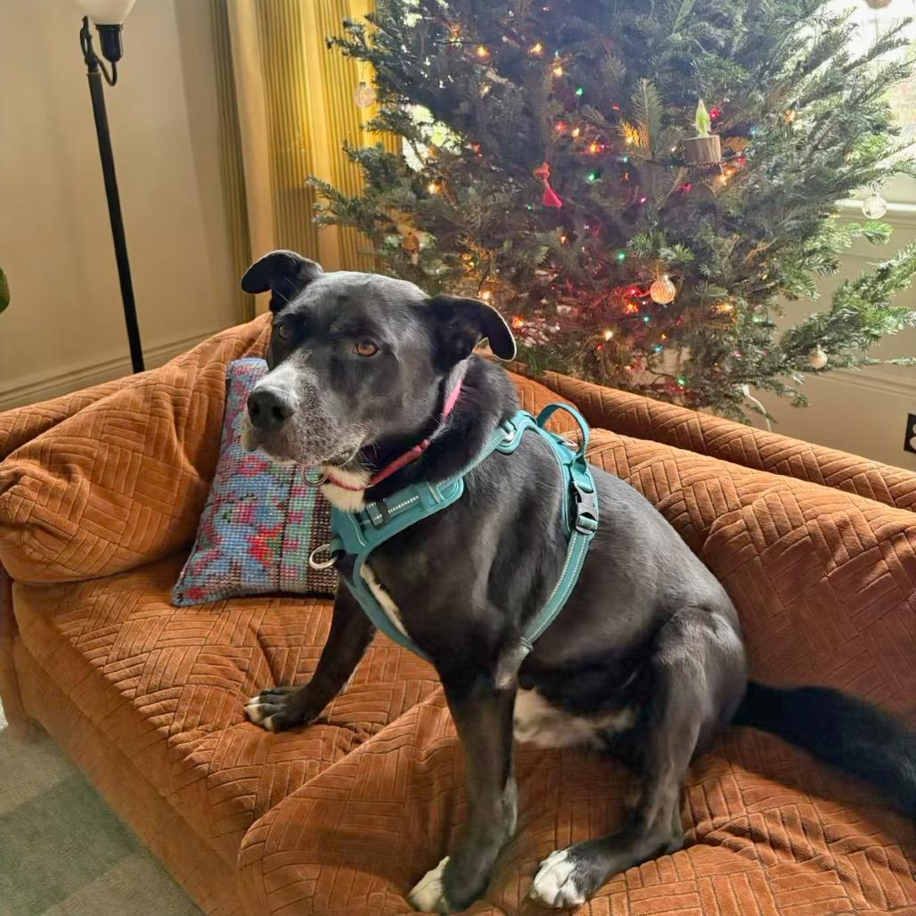 Buddy (Reduced Rover), a Adoptable mixed breed image 3/6