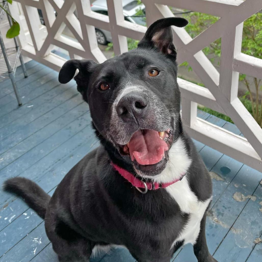 Enlarge Buddy (Reduced Rover), a Adoptable mixed breed in New Orleans, LA image 3/6