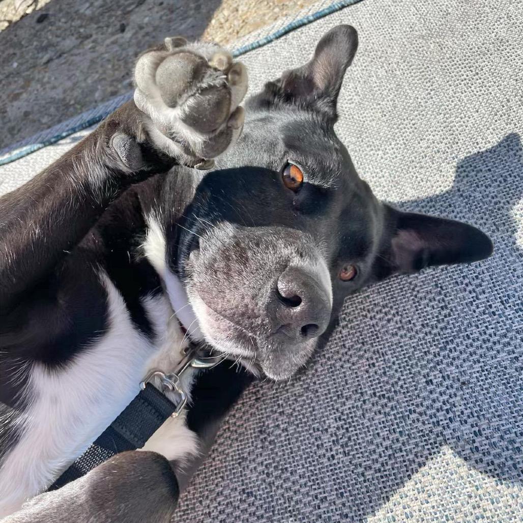 Buddy (Reduced Rover), a Adoptable mixed breed image 5/6