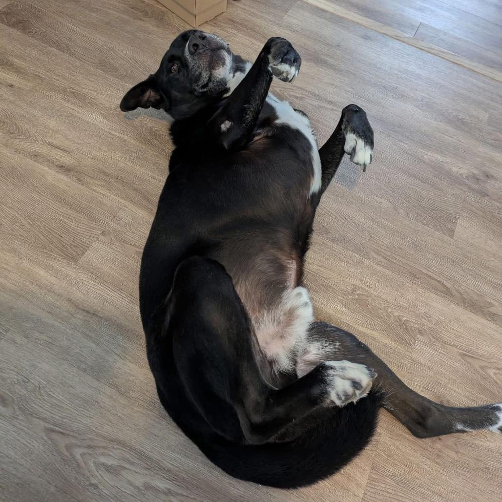 Enlarge Buddy (Reduced Rover), a Adoptable mixed breed in New Orleans, LA image 6/6