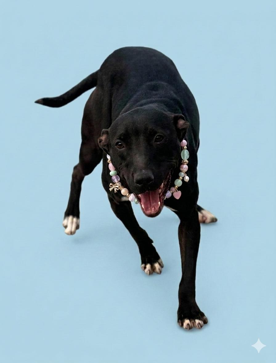 Bitsy, a ADOPTABLE Mixed Breed in PHILADELPHIA, TN image 1/3