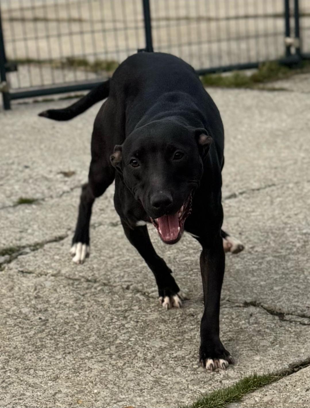 Enlarge Bitsy, a ADOPTABLE Mixed Breed in PHILADELPHIA, TN image 1/2