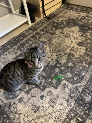 Enlarge Annie (154335) , an adopted Domestic Short Hair in Baton Rouge, LA image 5/5