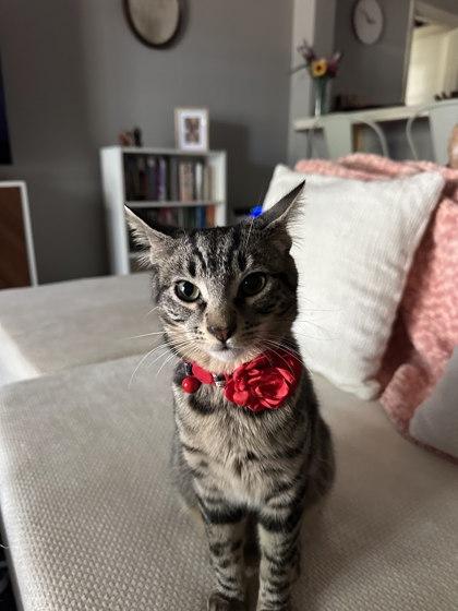 Enlarge Annie (154335) , an adopted Domestic Short Hair in Baton Rouge, LA image 1/5