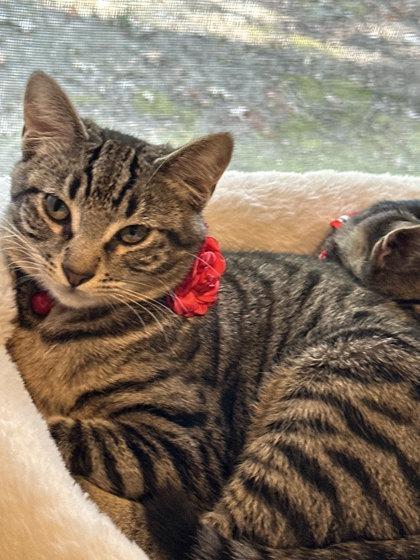 Enlarge Annie (154335) , an adopted Domestic Short Hair in Baton Rouge, LA image 2/5