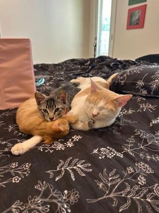 Enlarge Annie (154335) , an adopted Domestic Short Hair in Baton Rouge, LA image 4/5