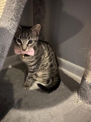 Enlarge Annie (154335) , an adopted Domestic Short Hair in Baton Rouge, LA image 3/5