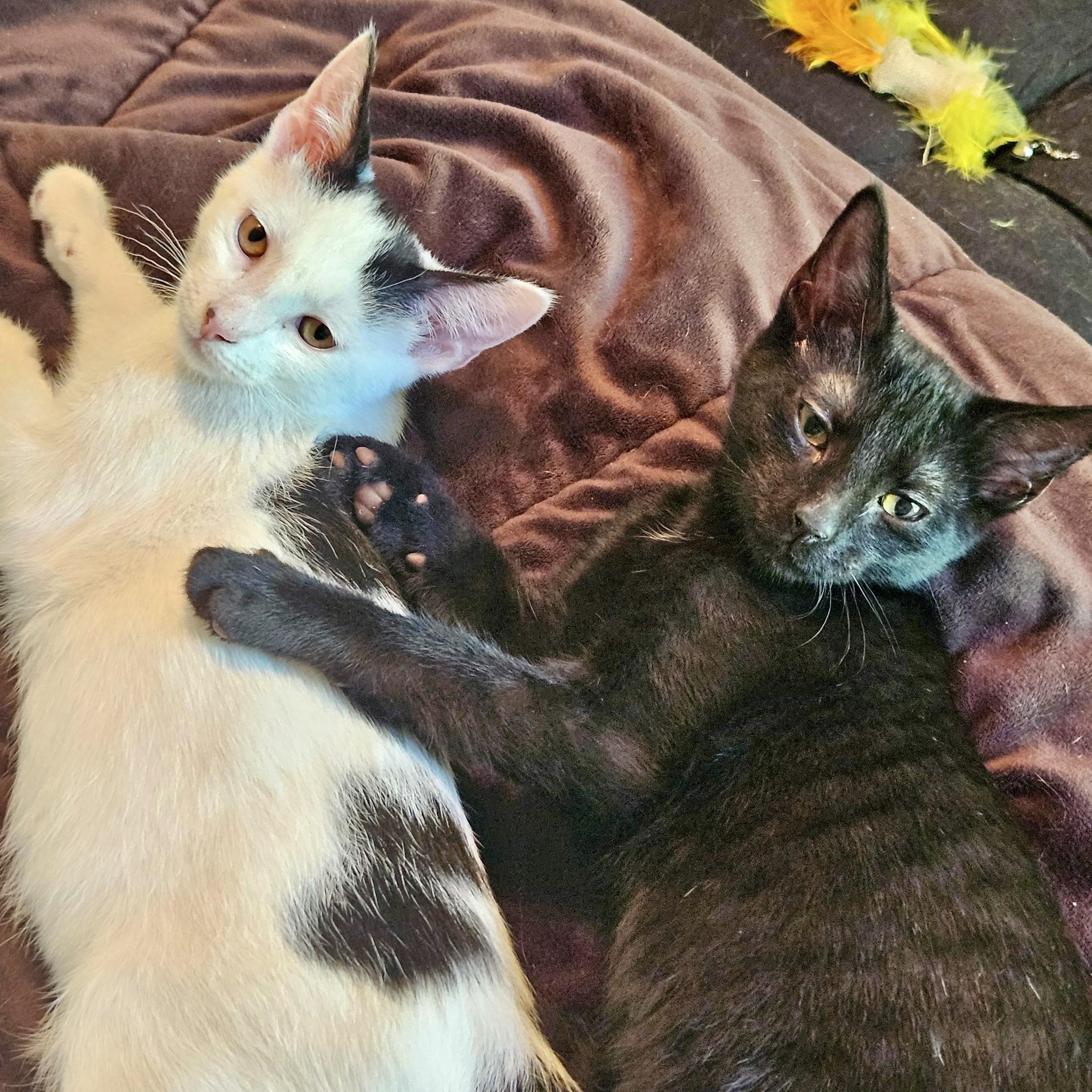 Cointreau, ADOPTABLE, Kitten Male Domestic Short Hair.