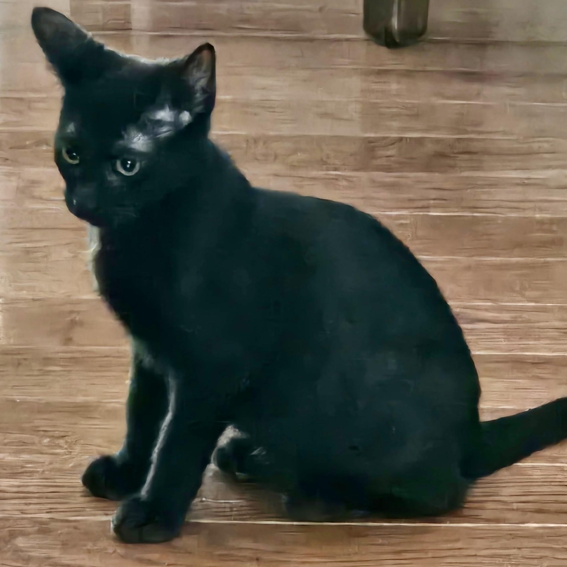 Cointreau, ADOPTABLE, Kitten Male Domestic Short Hair.