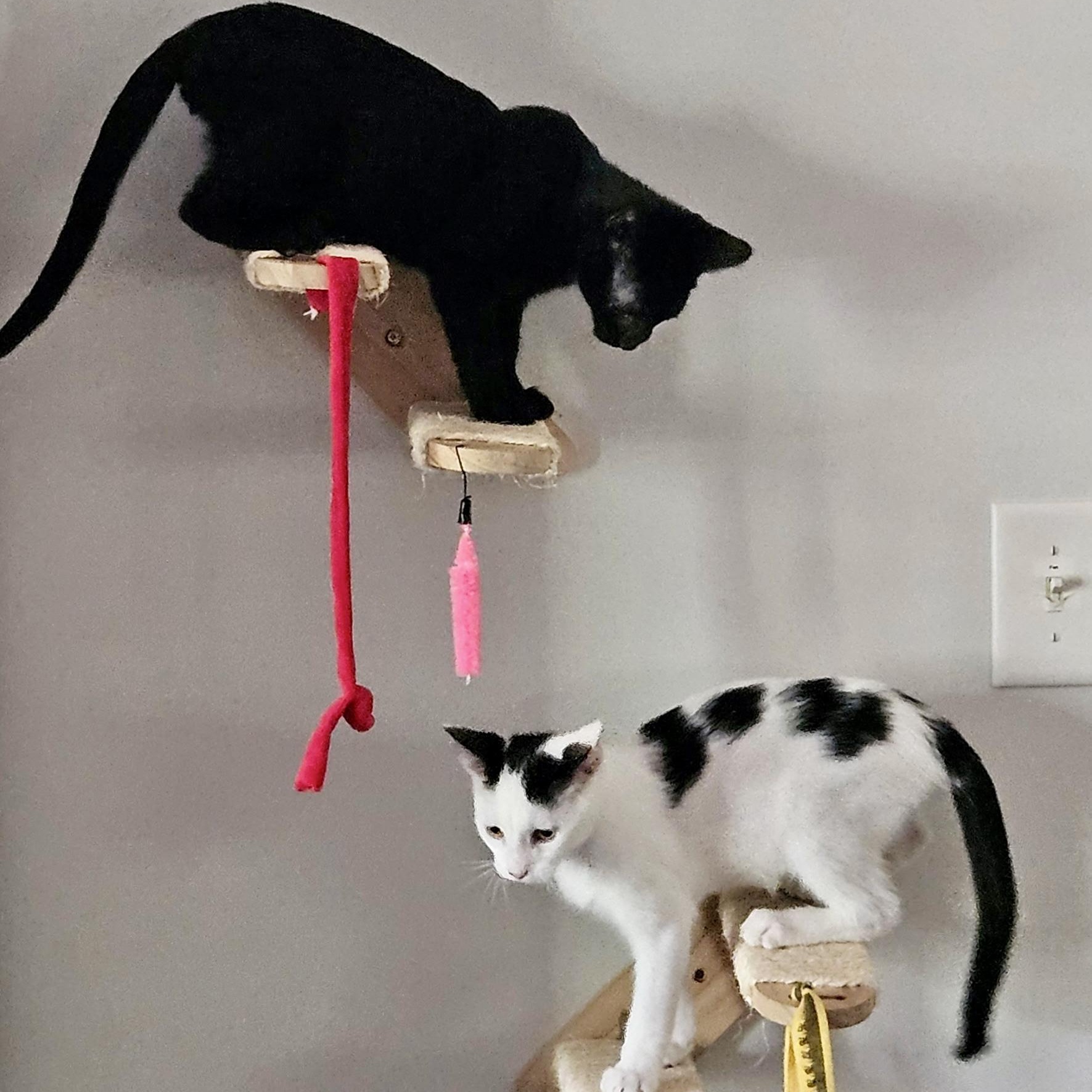 Enlarge Cointreau, a ADOPTABLE Domestic Short Hair in Richmond, VA image 3/5