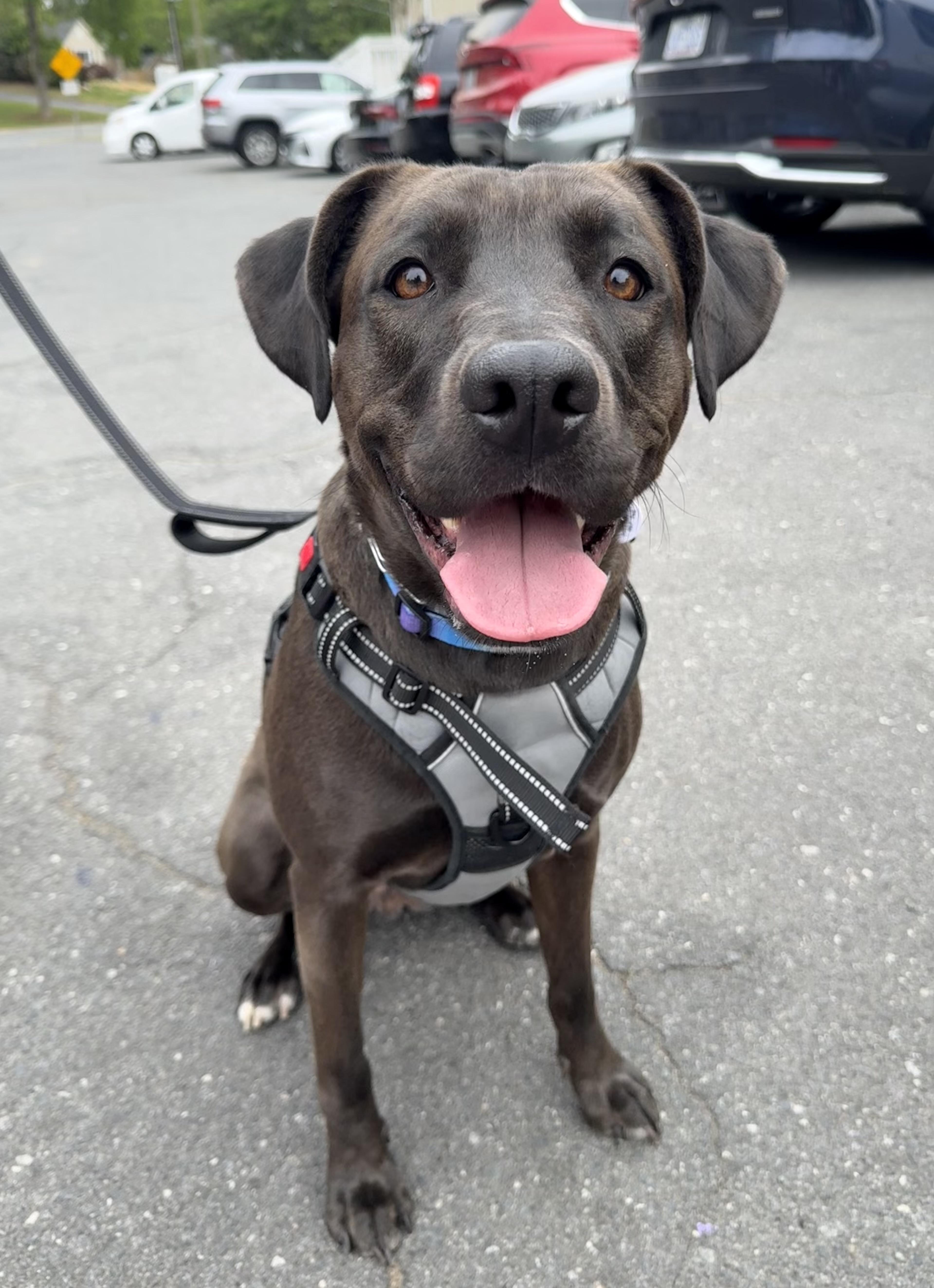 Enlarge Stephanie, a ADOPTABLE mixed breed in Charlotte, NC image 2/5