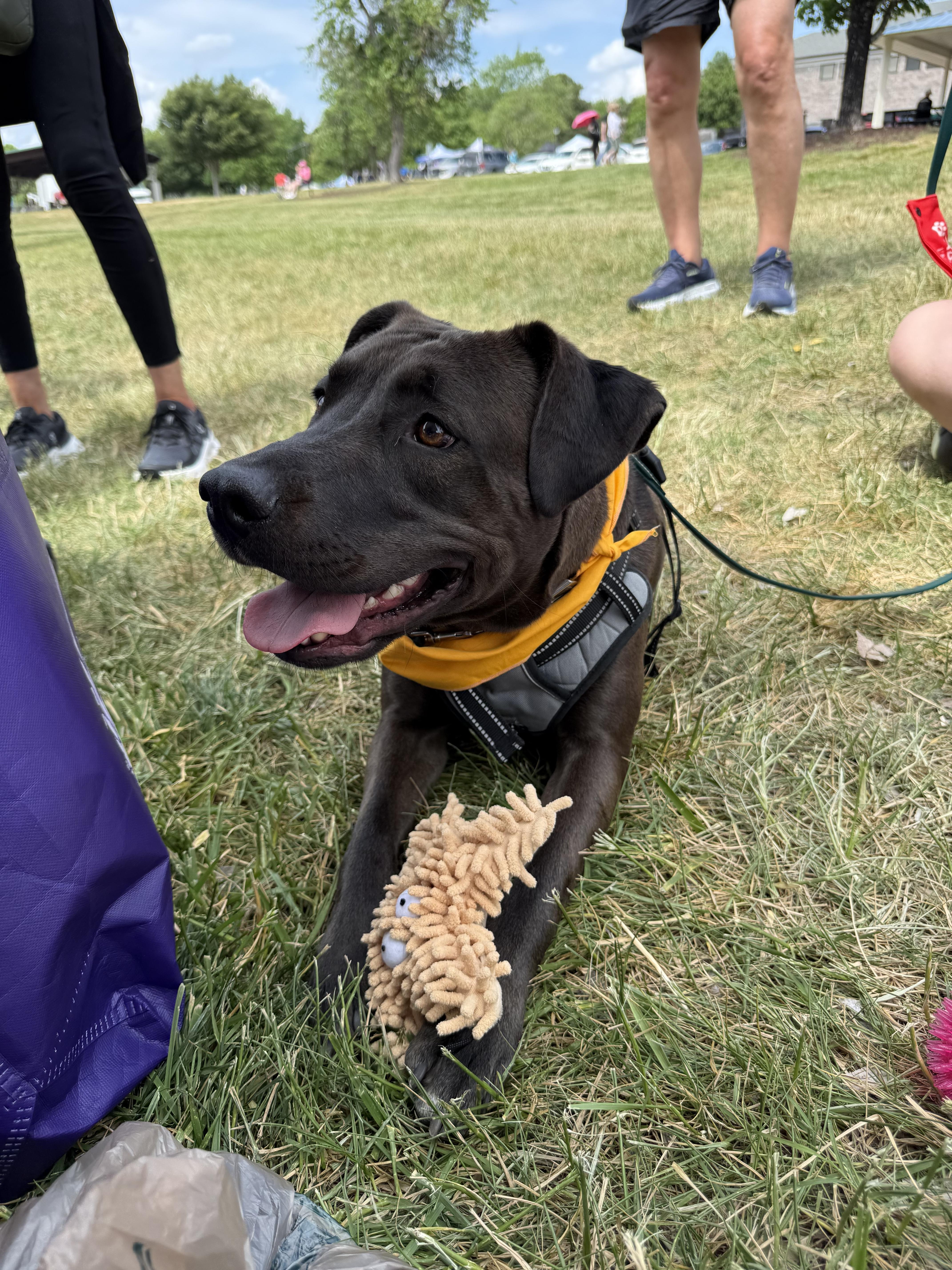Enlarge Stephanie, a ADOPTABLE mixed breed in Charlotte, NC image 4/5