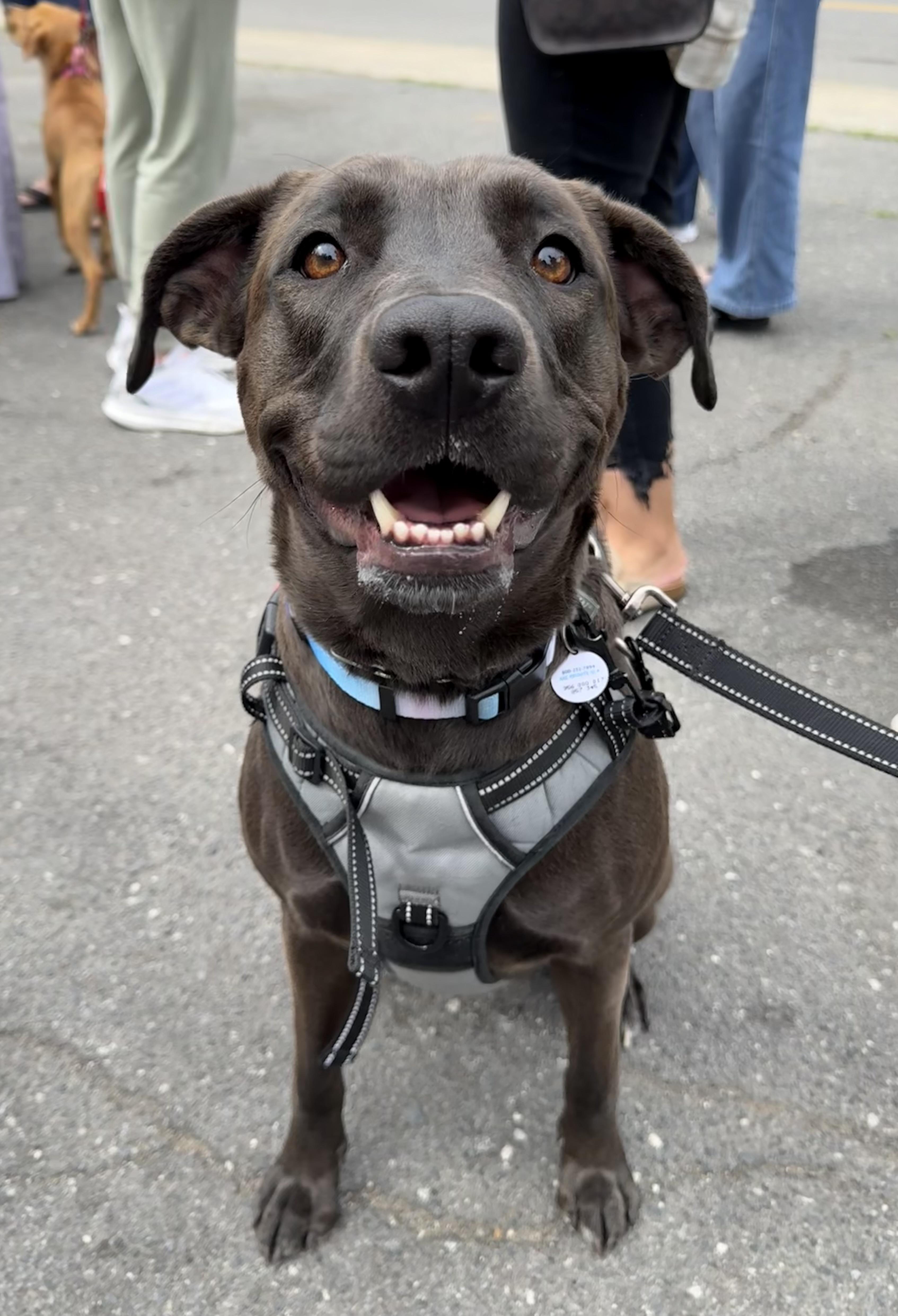 Stephanie, ADOPTABLE, Young Female Black Labrador Retriever.