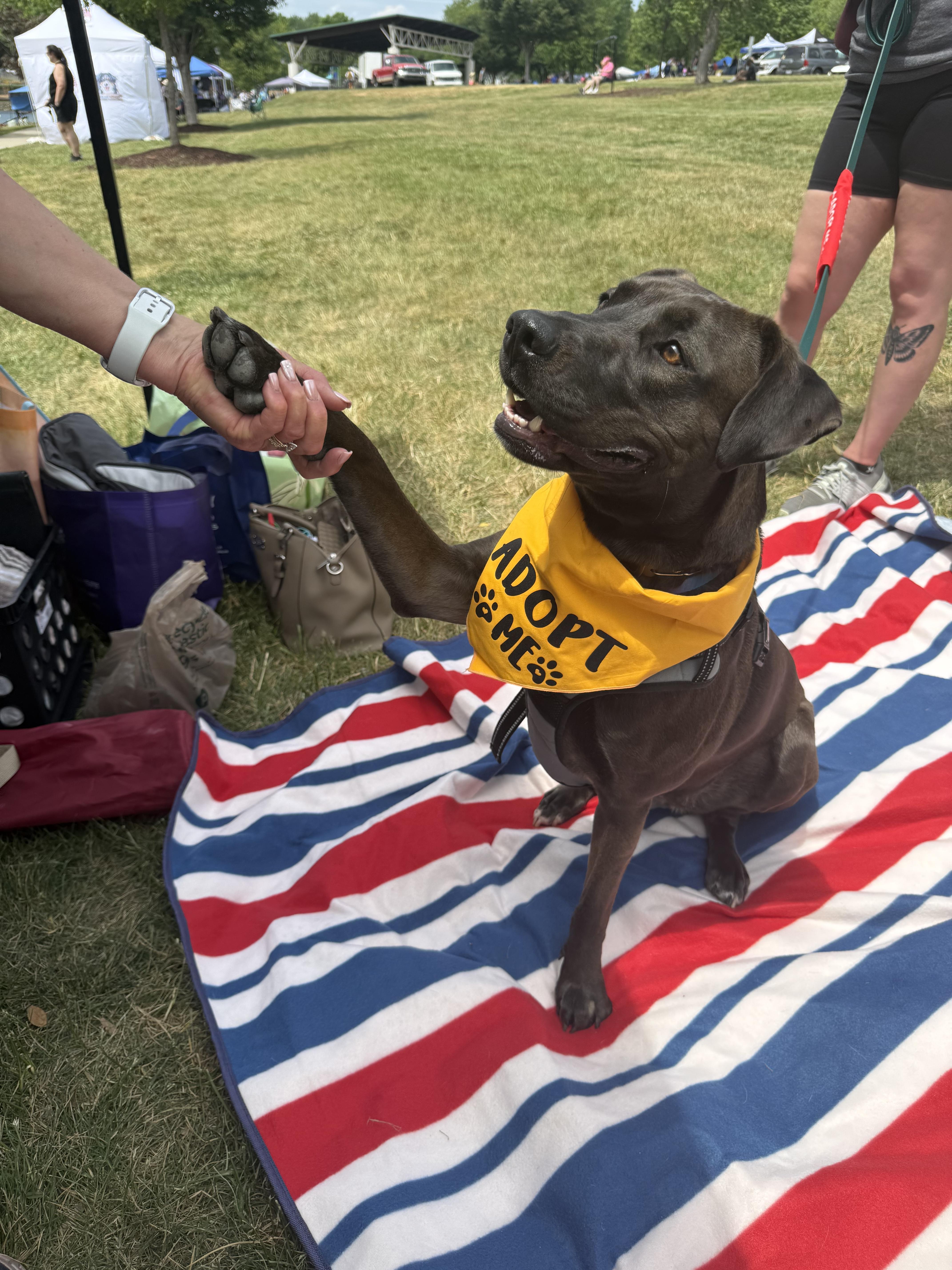 Enlarge Stephanie, a ADOPTABLE mixed breed in Charlotte, NC image 3/5
