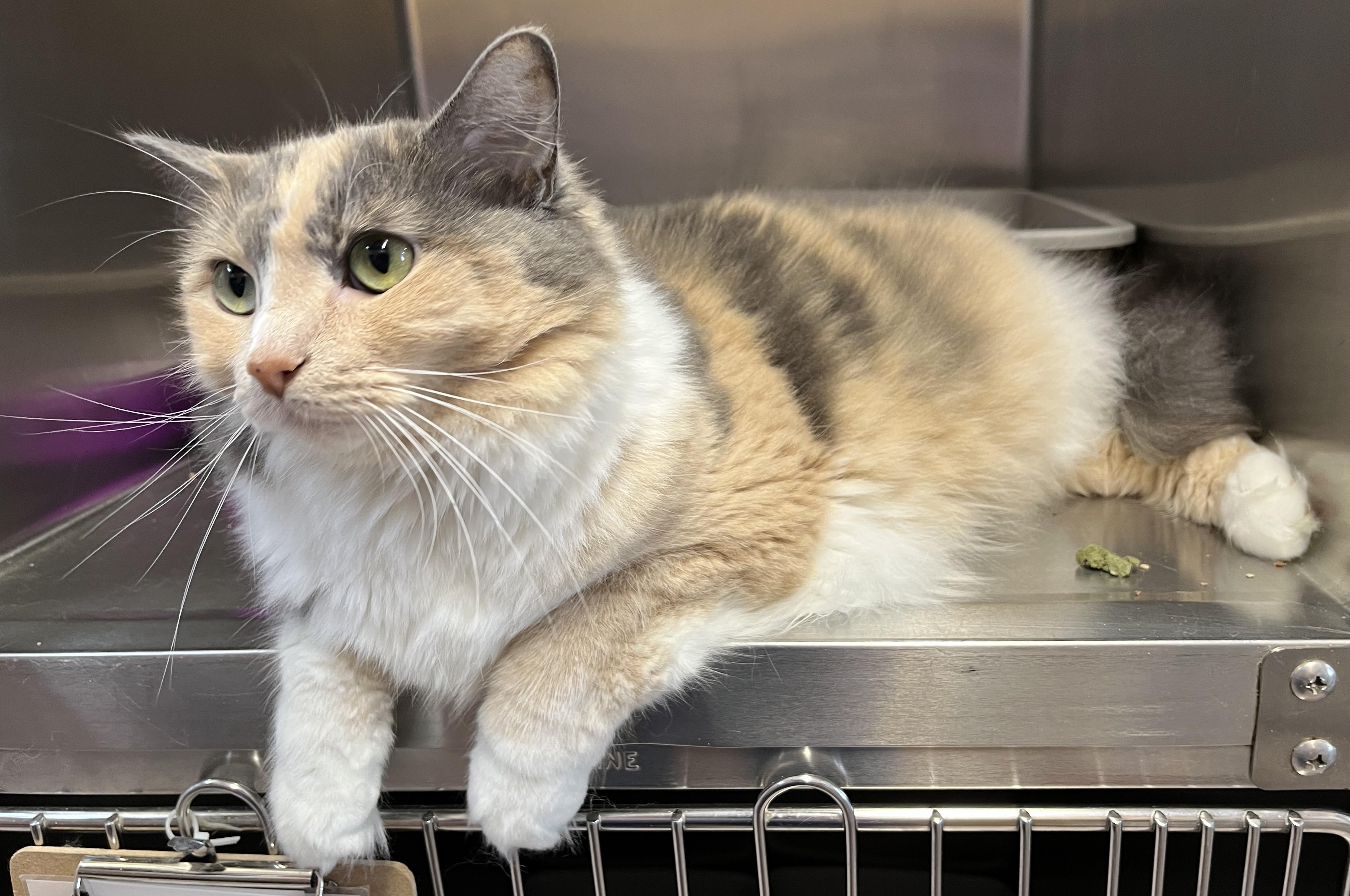 Enlarge ZOÉ (CR/SC), a Adoptable Domestic Medium Hair in Sainte-Angele-de-Monnoir, QC image 4/6