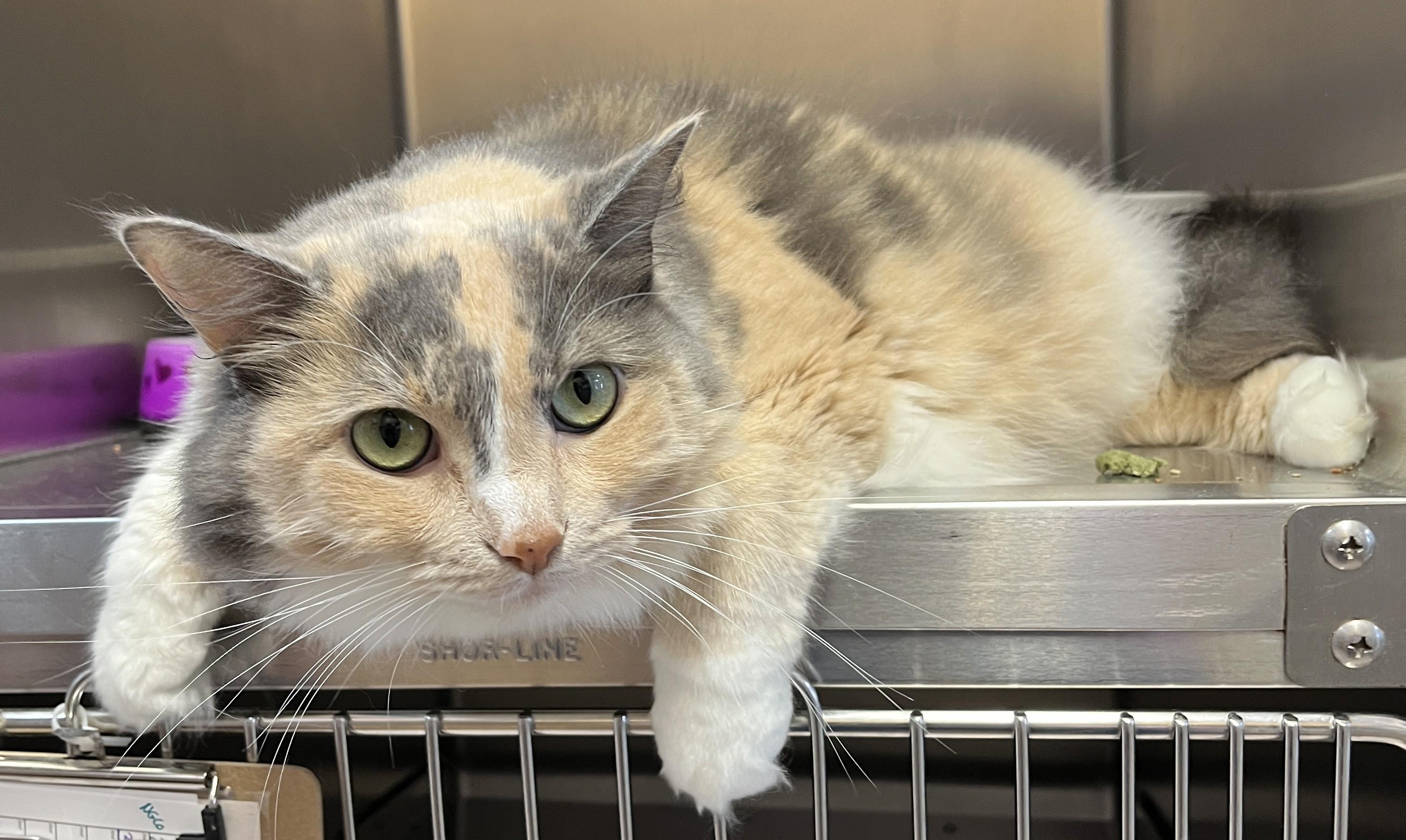 Enlarge ZOÉ (CR/SC), a Adoptable Domestic Medium Hair in Sainte-Angele-de-Monnoir, QC image 5/6