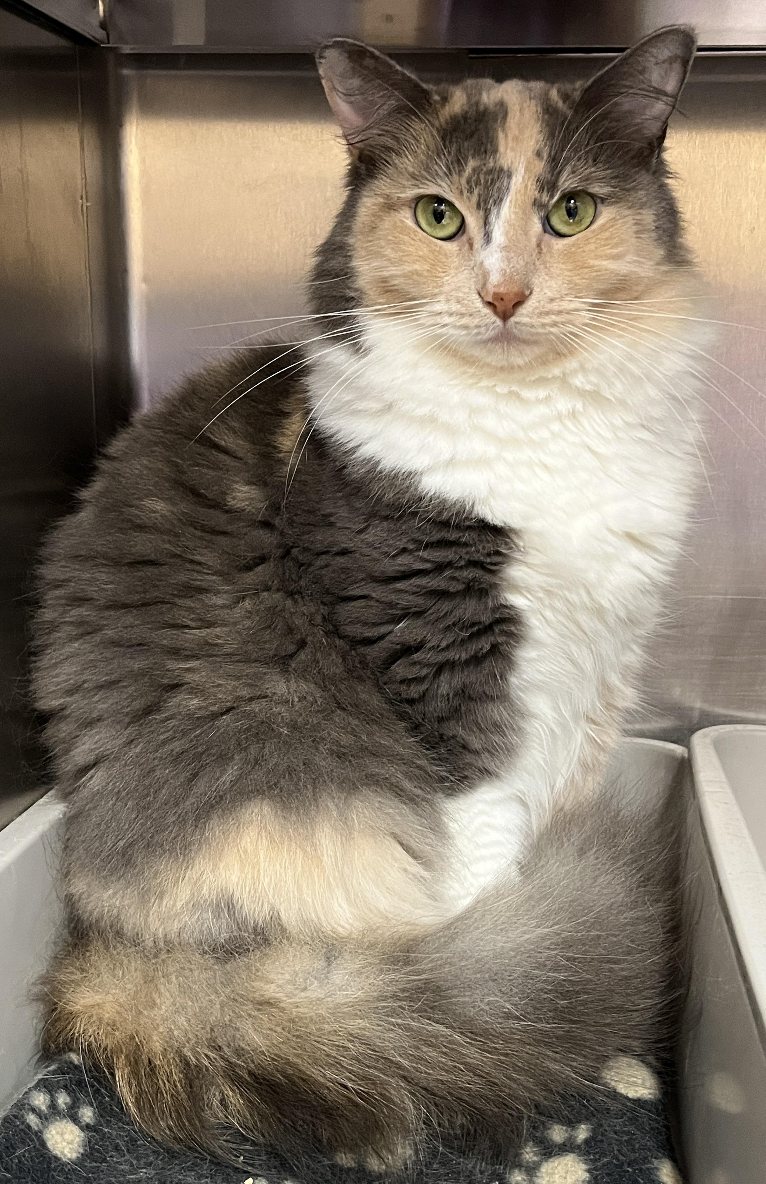 Enlarge ZOÉ (CR/SC), a Adoptable Domestic Medium Hair in Sainte-Angele-de-Monnoir, QC image 2/6