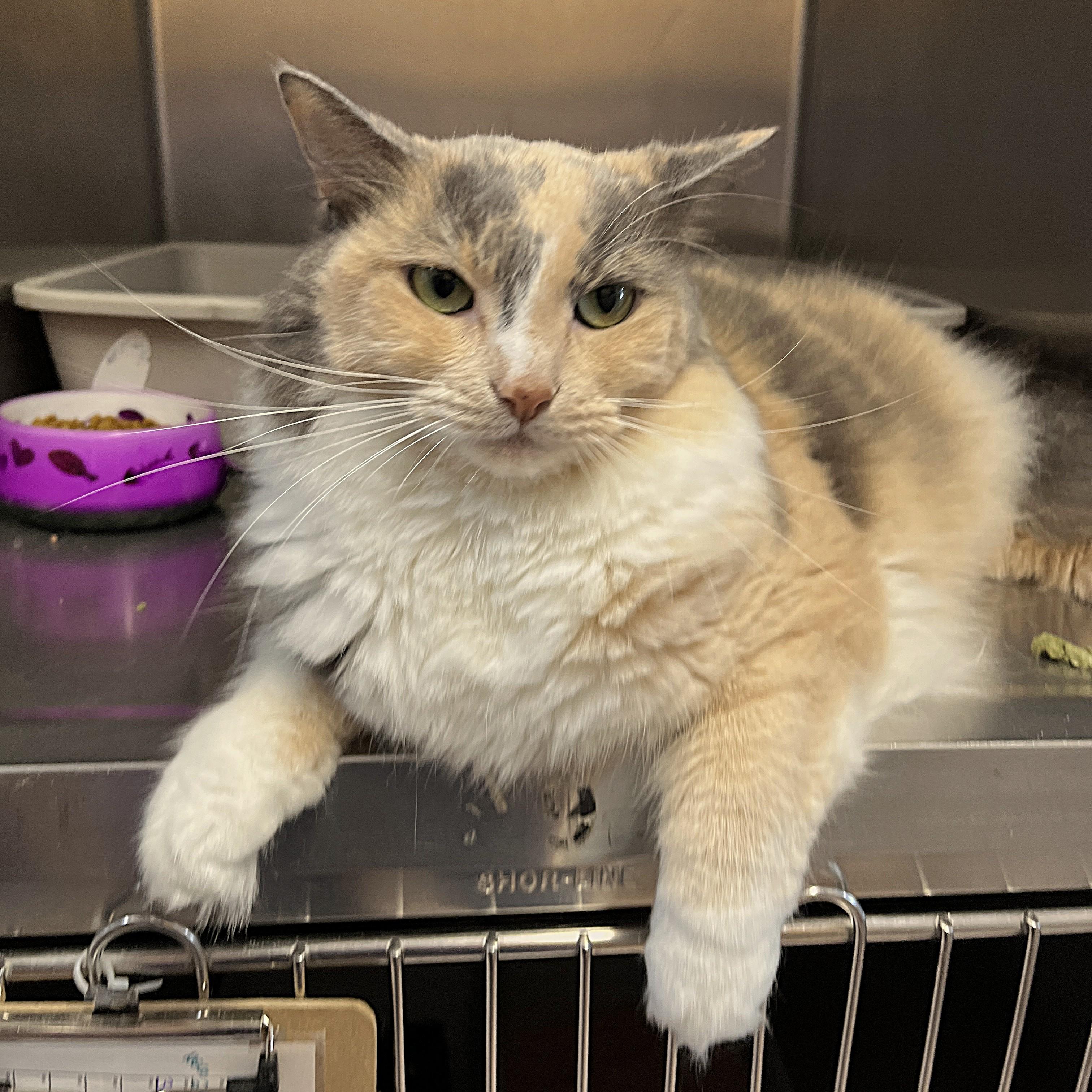 Enlarge ZOÉ (CR/SC), a Adoptable Domestic Medium Hair in Sainte-Angele-de-Monnoir, QC image 1/6