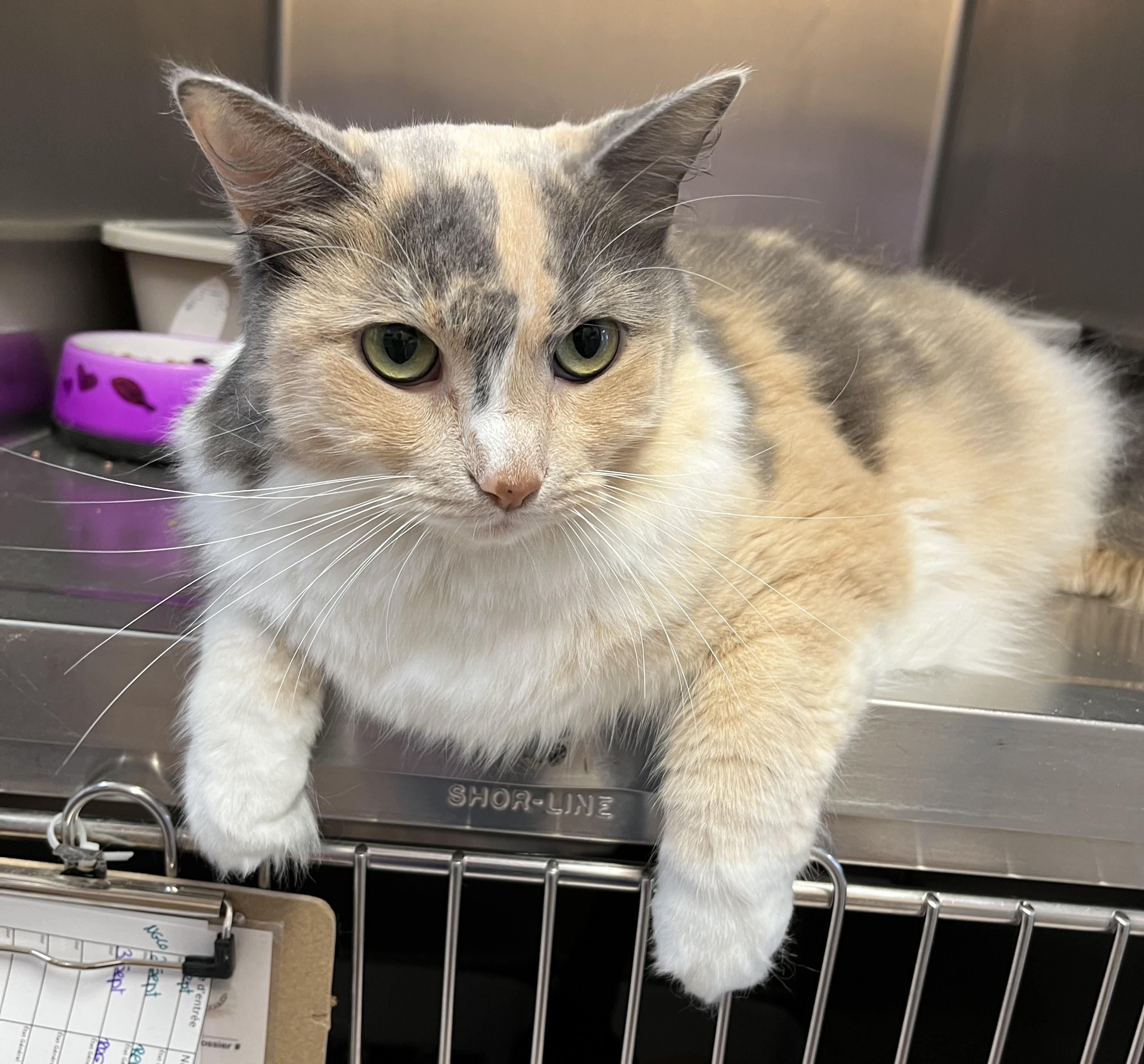 Enlarge ZOÉ (CR/SC), a Adoptable Domestic Medium Hair in Sainte-Angele-de-Monnoir, QC image 3/6