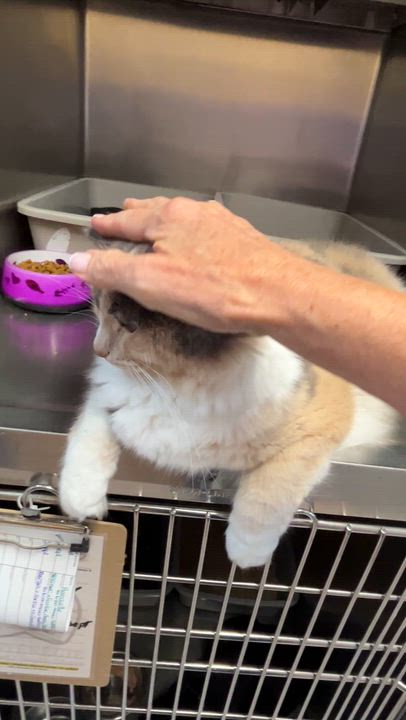 Enlarge ZOÉ (CR/SC), a Adoptable Domestic Medium Hair in Sainte-Angele-de-Monnoir, QC video 6/6