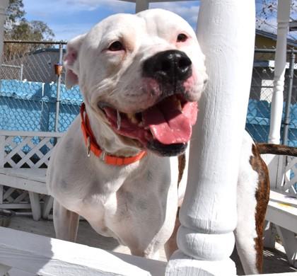Enlarge Pup, an adopted mixed breed in Inverness, FL image 2/2