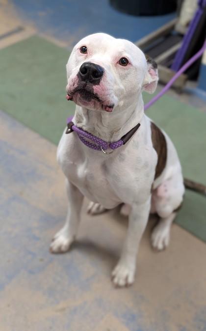 Enlarge Pup, an adopted mixed breed in Inverness, FL image 1/2