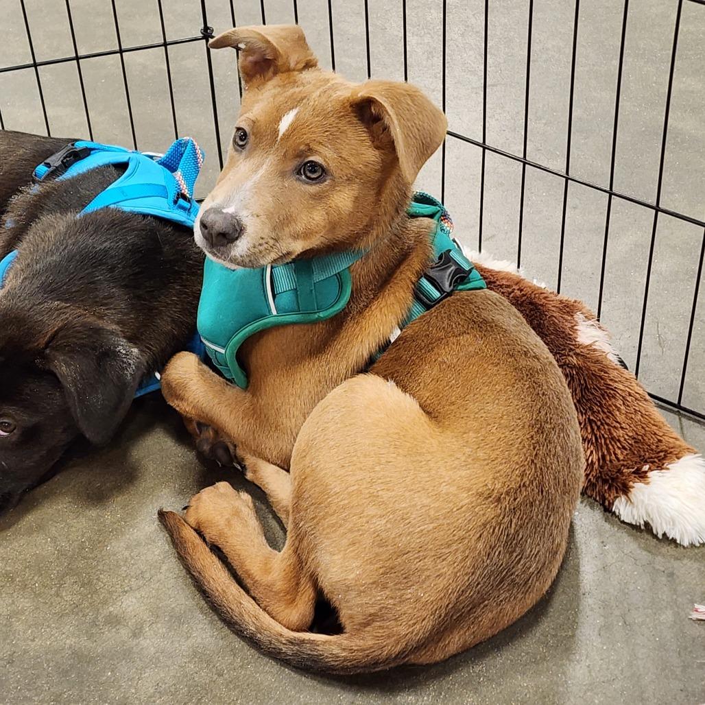 Pajanimal, Adoptable, Puppy Female Labrador Retriever & Whippet.