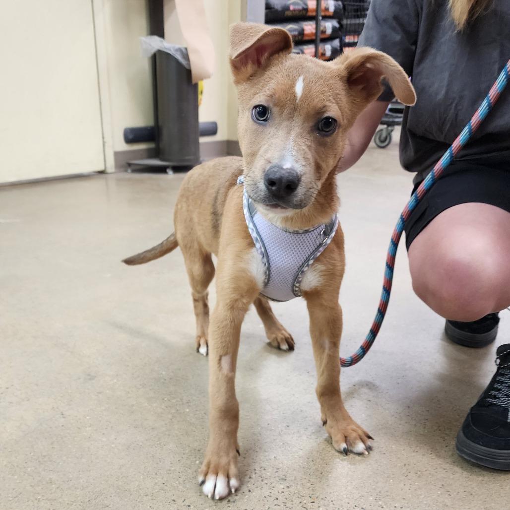 Enlarge Pajanimal, a Adoptable mixed breed in Boulder, CO image 2/5