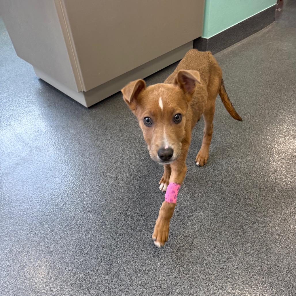 Enlarge Pajanimal, a Adoptable mixed breed in Boulder, CO image 3/5